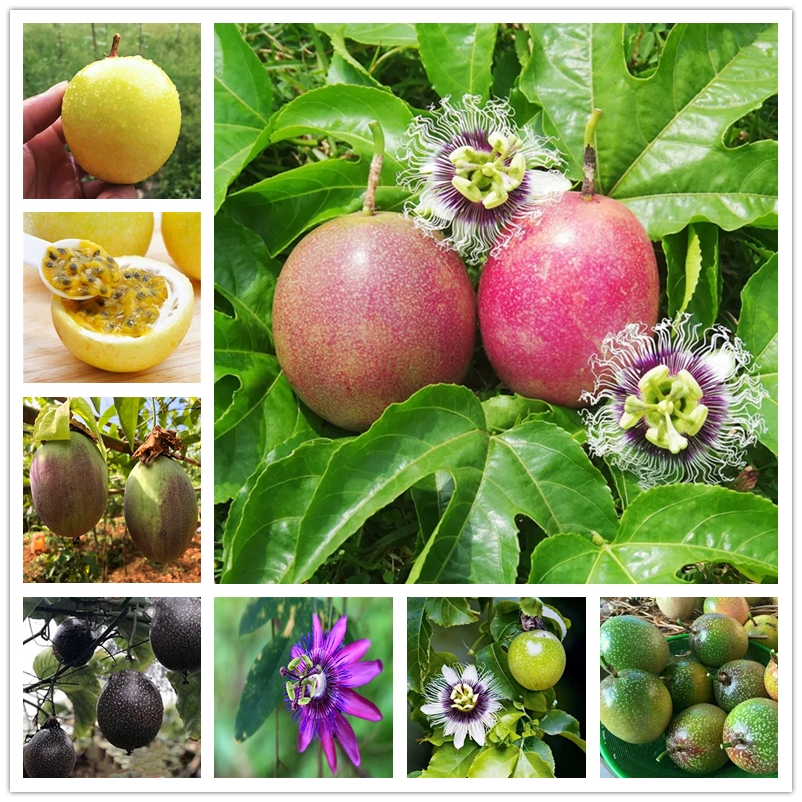 

30 Pcs Honey Passion Fruit Seeds Organic Fruit Seed for Garden Bonsai Farmer Indoor Perennial Plants