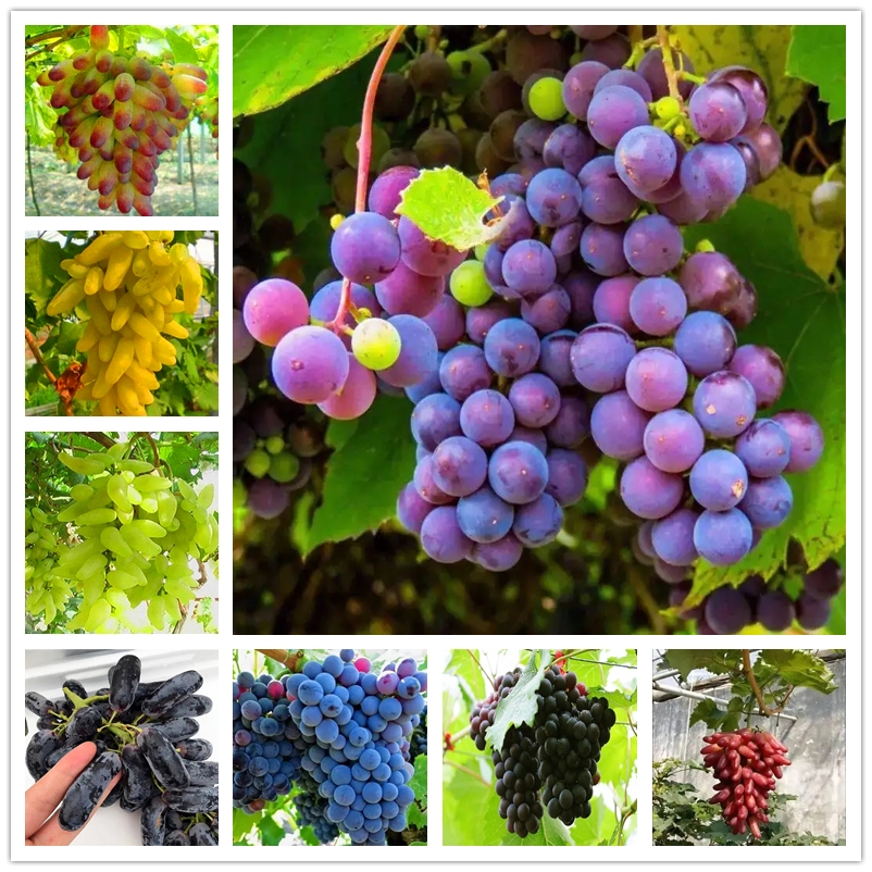 

50 Pcs Golden Finger Grape Seeds Sunshine Rose Grapes Super Sweet Fruits Seed Pollution Free Garden Potted Planting Plants Seed Wholesale