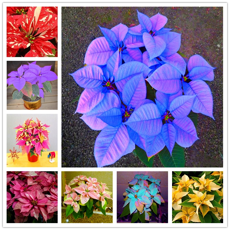 

200Pcs Poinsettia Seeds Christmas Flower Seed Perennial Potted Bonsai Plant Home Garden Fragrant Plants Garden Precious Ornamental Flowers
