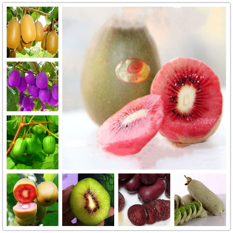 

120 Pcs Kiwifruit Seeds Non GMO Fruit Kiwi Berry Seed Perennial Potted Fruits Fresh Sweet Actinidia Sinensis Seeds for Home Orchard