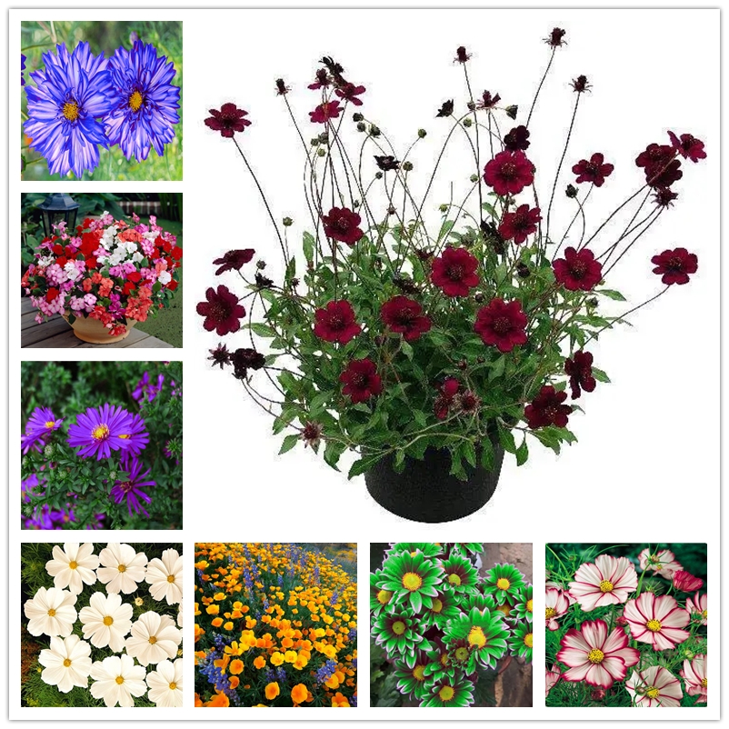 

100 Pcs Rainbow Calliopsis Seeds Bonsai Flower Seeds Potted Plant Perennial Fragrant Chrysanthemum Flowers for Home Garden Purify The Air