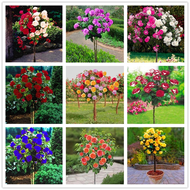 

50 Pcs/bag Rainbow Lollipop Rose Seeds Flower Seed Bonsai Rose Trees 12 Colors Valentine's Day Love Flowers for Home Garden