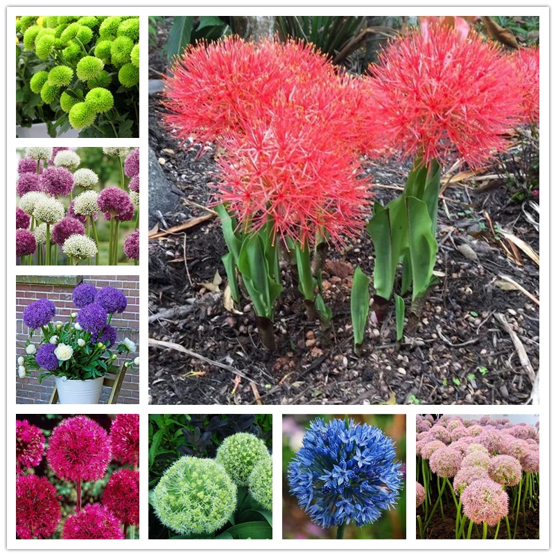

100 Pcs Giant Allium Giganteum Seeds Scallion Flower Seeds Perennial Potted Fragrant Plants Rare Color Ornamental Flowers Seed for Home Park