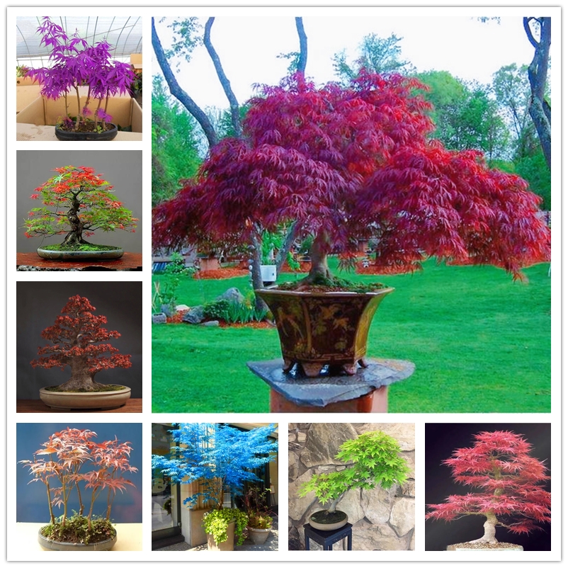 

10 Pcs Dwarf Potted Maple Seeds Rare Blue Leaf Maples Seed Perennial Bonsai Plants Ornamental Tree Seeds