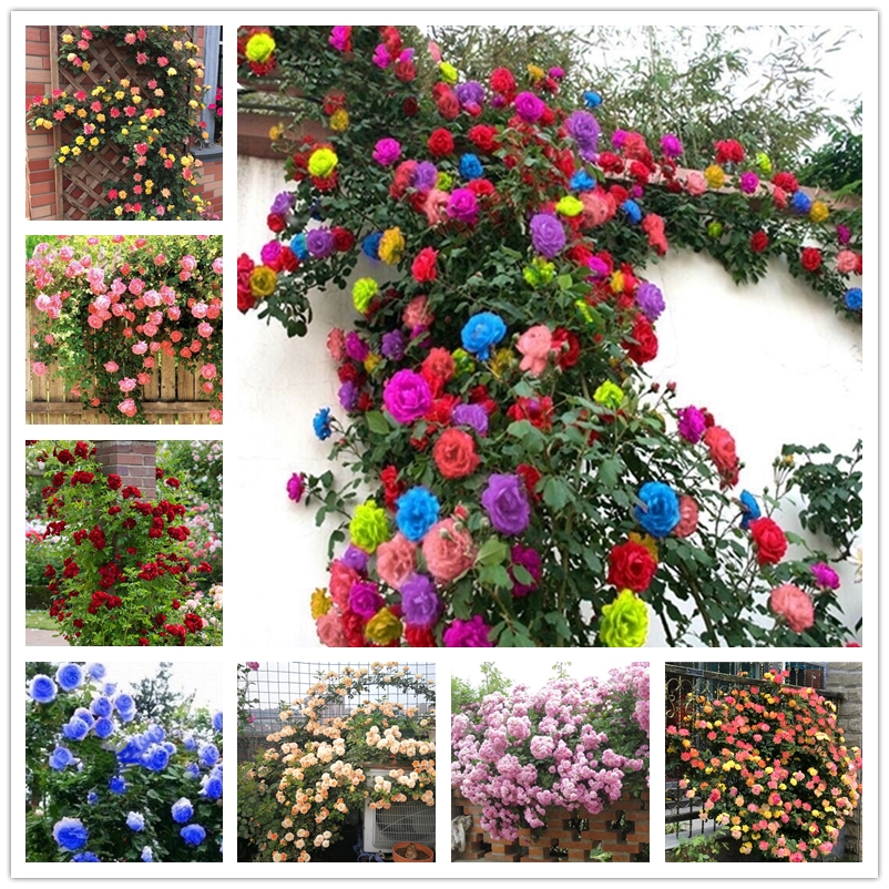 

100 Pcs Climbing Vine Rose Seeds Rich Fragrance Perpetual Rose Flower Seed Perennial Flowering Ornamental Rosa Centifolia for Garden balcony beautification