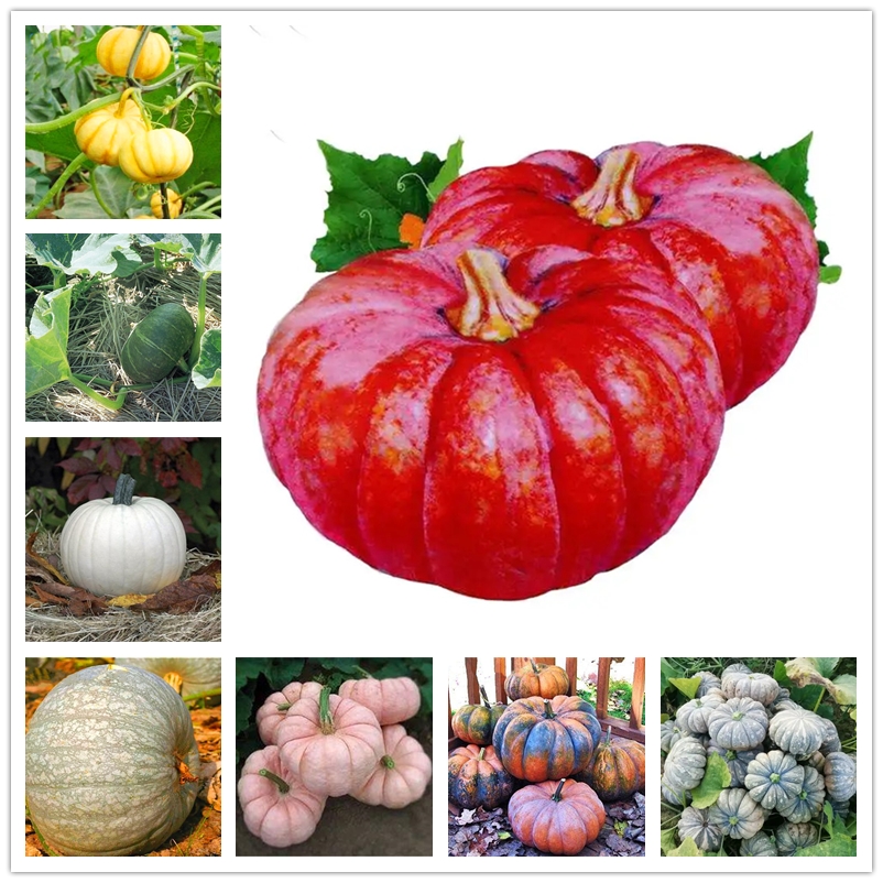 

15 Pcs Sweet Chestnut King Pumpkin Seeds Colorful Mini Squash Seed Rare New Varieties High Yield Vegetables Seeds Wholesale
