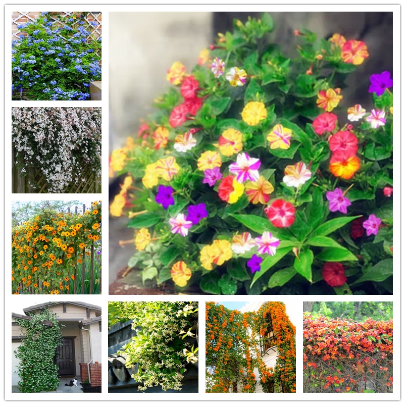 

20 Pcs Perfume Jasmine Seeds Climbing Plants Fragrant Flowers Seed Perennial Colorful Mirabilis Jalapa Seeds Wishbone Bush Air Purifying Plant