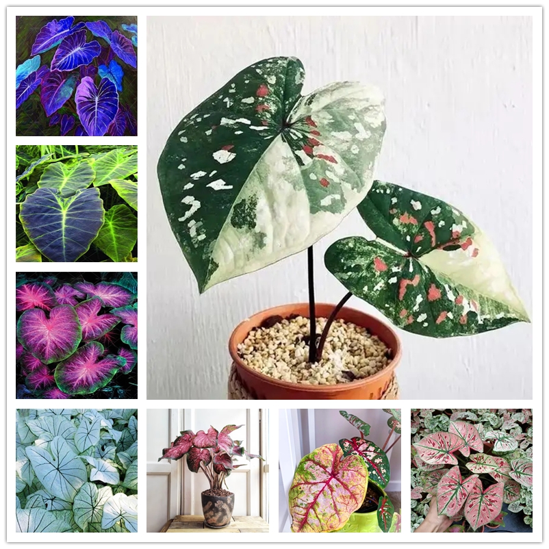 

100 Pcs Exotic Thailand Caladium Seeds Bicolor Bonsai Balcony Burnt Rose Elephant Ear Flower Perennial Butterfly Stripe Herbs Pot Plants Seeds