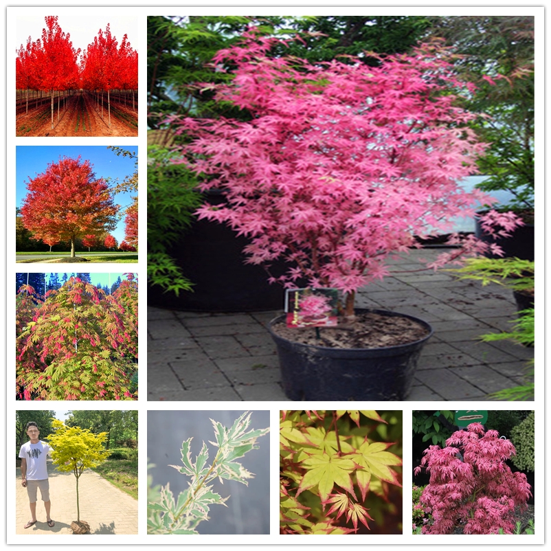 

10 Pcs Acer Rubrum Red Maple Seeds Rare Liquidambar Styraciflua Seeds Chinese Sweet Gum Tree Seed Perennial Garden Park Urban Trees