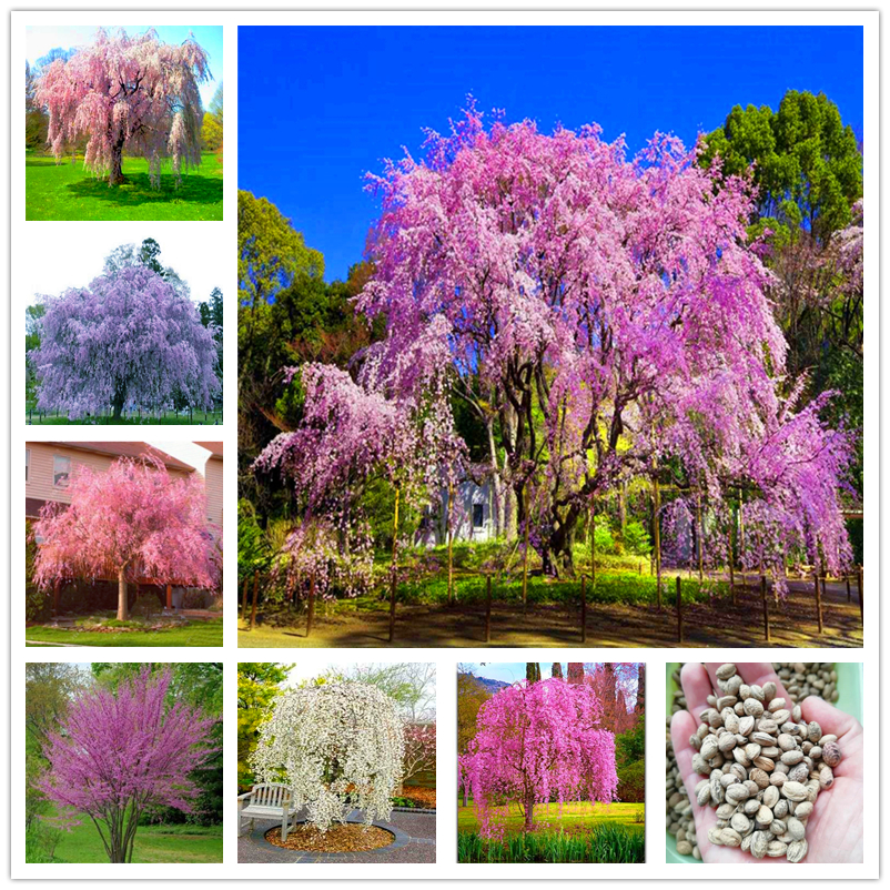 

15 Pcs/lot Japan Weeping Sakura Seeds Rain Drops Peach Blossom Seeds Beautiful Oriental Cherry Bonsai Pot Plant Tree Flower Seed for Home Garden