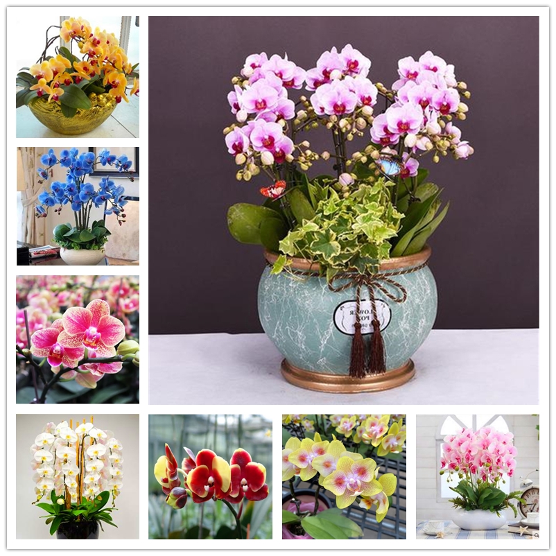 

50 Pcs/ Bag Flower Seeds Bonsai Butterfly Orchid Plant Seed Outdoor Natural Growth Potted Phalaenopsis Aromatic Cymbidium Floribundum for Home Garden Flower Pot