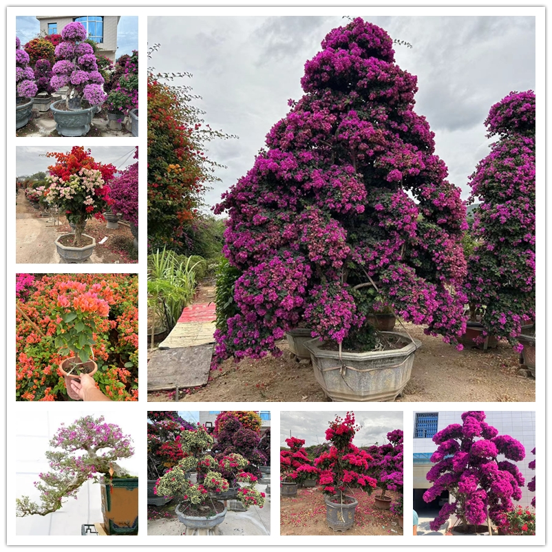 

10 Pcs Nature Plants Seed Colorful Plum Blossom Bonsai Flower Seeds Perennial Wintersweet Easy To Survive Plants Pot Japanese Apricot