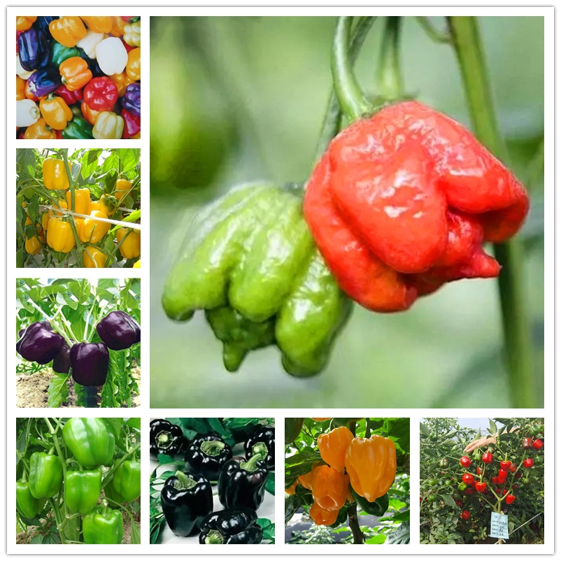 

Seeds Vegetables Seeds Organic Lantern Pepper Nature Plants High-yield Sweet Paprike Pollution Free Potted Vegetable Hot Chilli Seed 100Pcs/bag