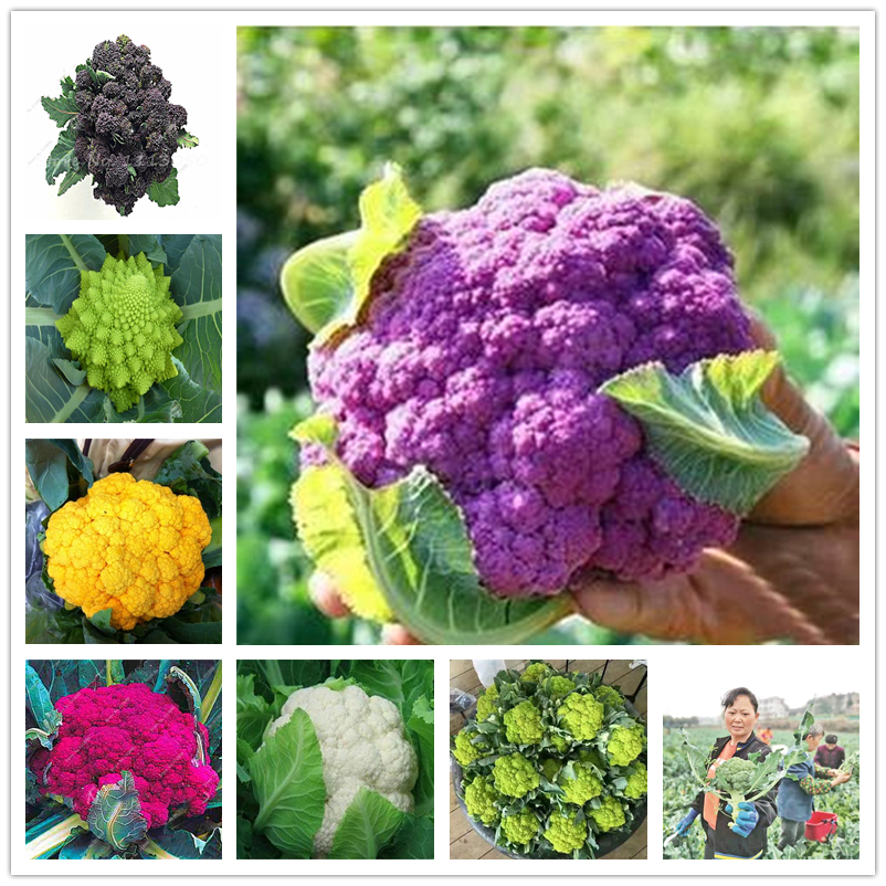 

100 Pcs/Bag Organic Vegetable Seeds Broccoli Fresh Baota Cuisine Seed Non GMO High Yield Vegetables Natural Growth Potted Crops Plants Seeds Wholesale