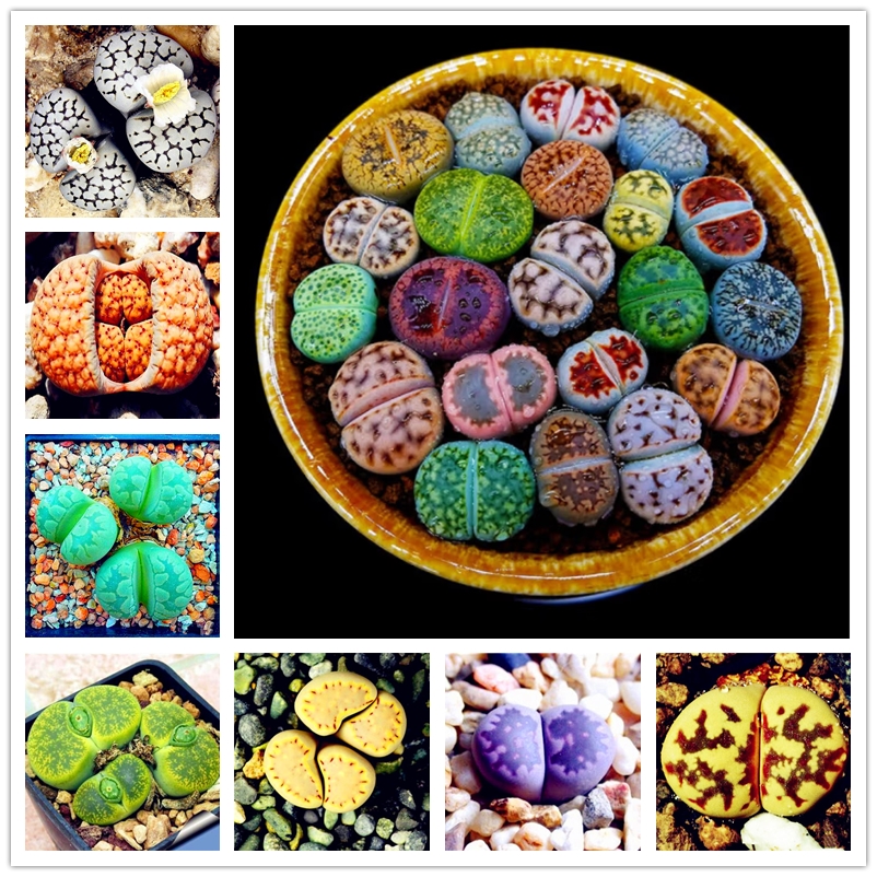 

50 Pcs Ornamental Plant Seeds Multicolour Lithops Succulent Plants Seed Nature Growth Lithopsspp Flowers DIY Rare Bonsai Lithops Pseudotruncatella