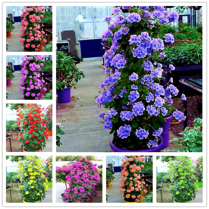

100 Pcs Flower Seeds Wholesale Nature Ornamental Plant Colourful Cylindrical Geranium Flower Seed Ourdoor Indoor Bonsai DIY Potted Plants
