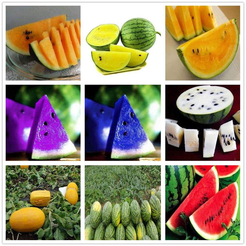 

20 Pcs Fruits Seeds Wholesale New Varieties Multicolour Watermelon Seeds Nature Plants Non GMO Sweet Melon for Home Garden DIY Potted Fruit