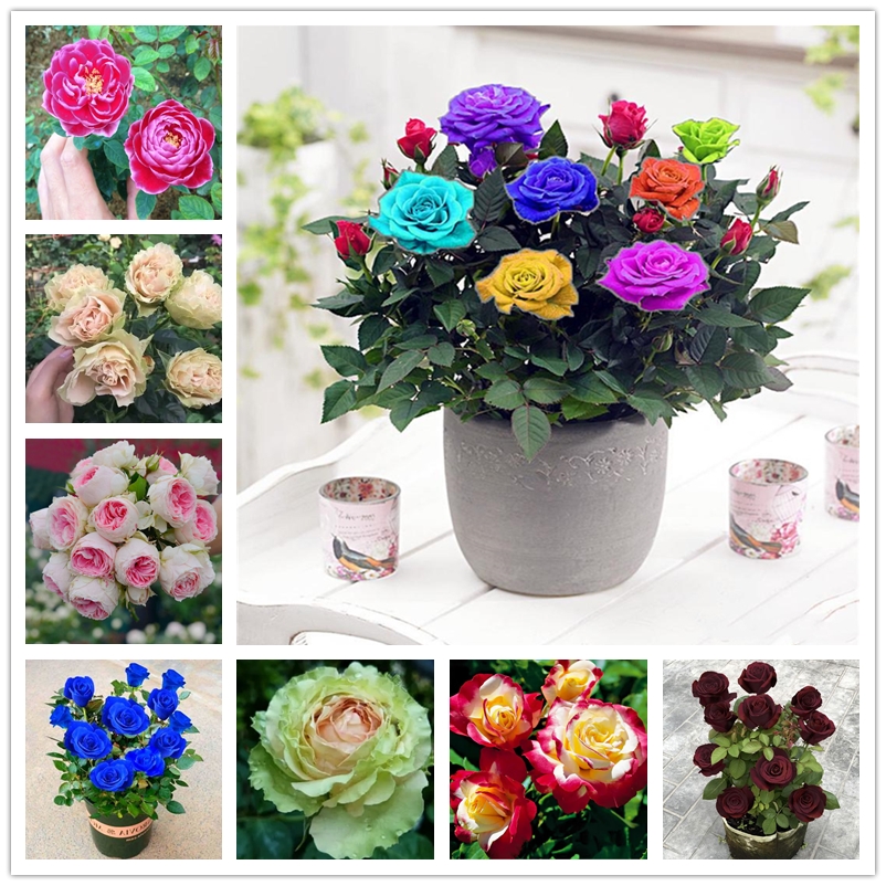 

50 Pcs Nature Plants Flower Seeds Multi Heads Rainbow Perfume Rose Seed New Varieties Ornamental Bonsai Flower Home Garden DIY Pottted Plant Wholesale