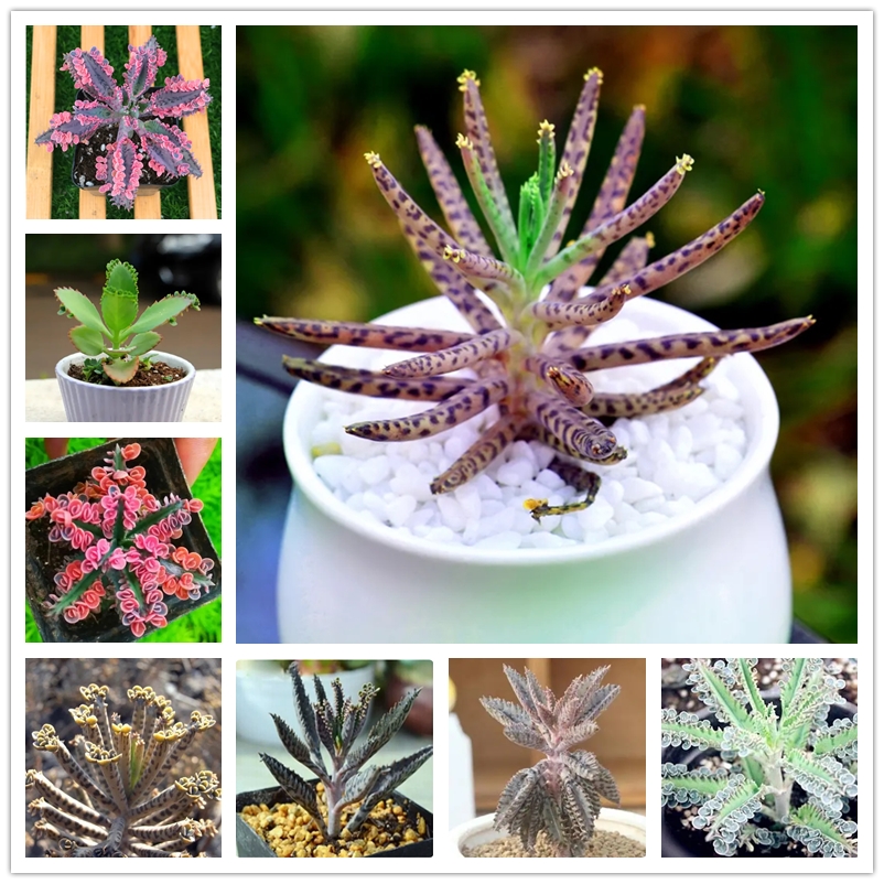 

50 Pcs Rare Ornamental Plant Seeds Colorful Flowering Potted Succulent Plant Immortal Bird Cactus Flower Seed Complete Colors