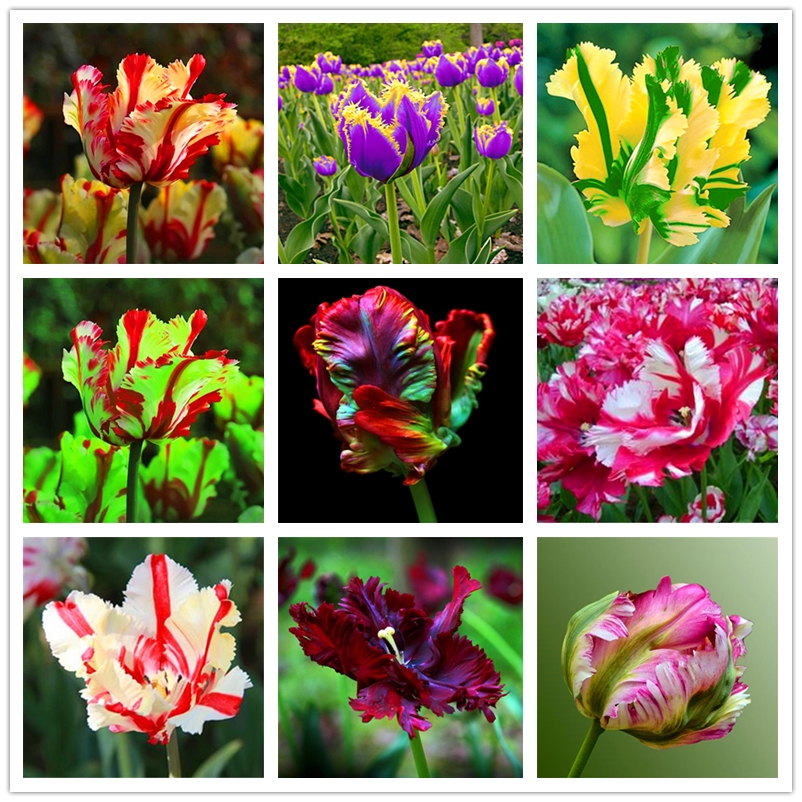 

2 Pcs Flower Seed Ball Authentic Dutch Perfume Tulip Nature Growth Plant Seeds Color Parrot Tulip Seedbulbs Outdoor Balcony Ornamental Bonsai Plan Complete Variety