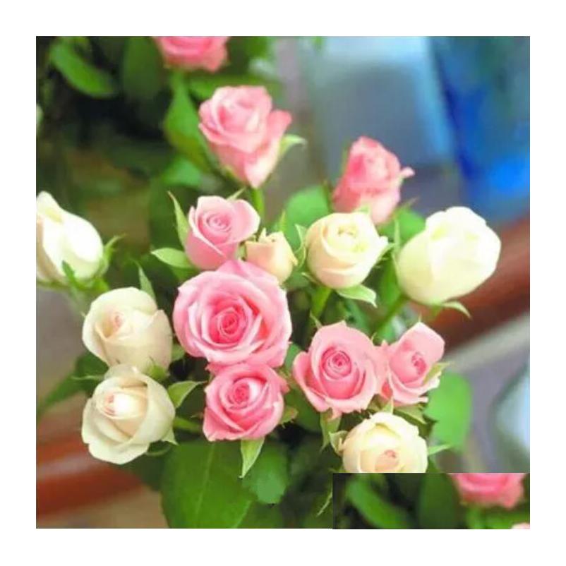 

Wedding Flowers Mint And Purple Rose Seeds X100 Pieces Per Packagex New Arrival Ombre Charming Garden Plants Drop Delivery Party Eve Dhr0X