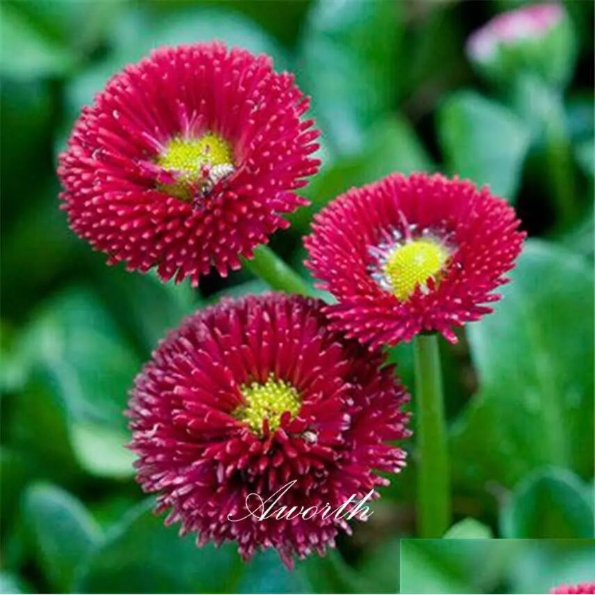 

Wedding Flowers Red English Daisy Bellis Flower Seeds Easygrowing Diy Home Garden Perennial Flowering Plant High Germination Rate Pl Dhuo9