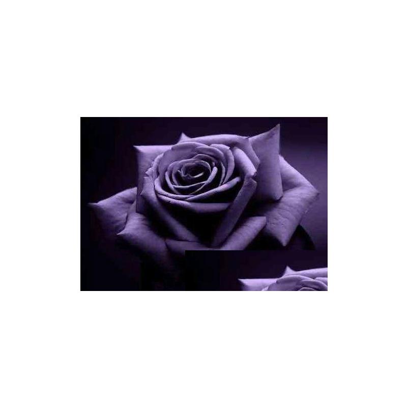 

Wedding Flowers Colourf Rainbow Rose Seeds Patio Home Plant Garden Beautif Flower Drop Delivery Party Events Supplies Dh8Va