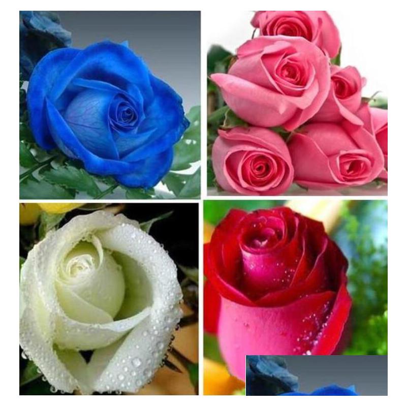 

Wedding Flowers Colorf Rainbow Mix Color Easygrowing Perennial Flower Seeds Bonsai Bloom From Rose 100 Pieces Potted Diy Home Drop D Dhztn