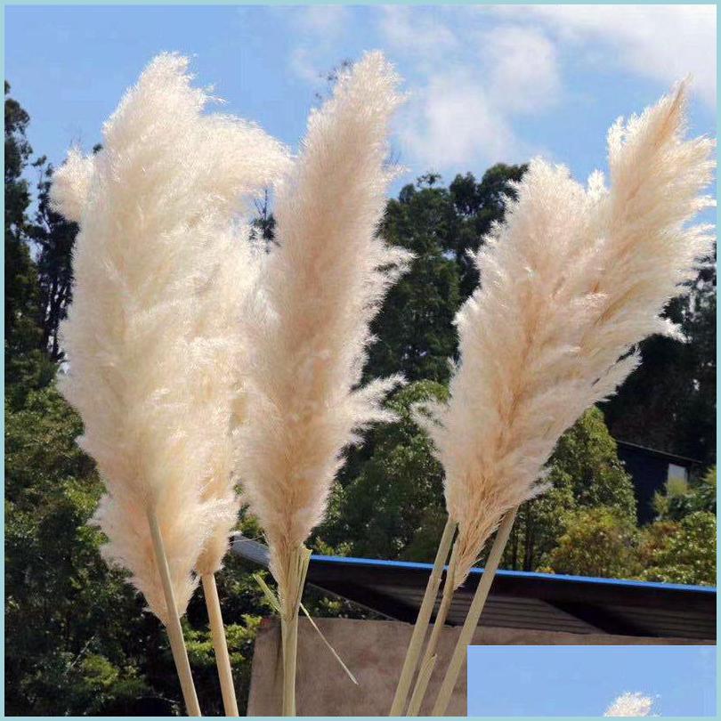 

Wedding Decorations 200Pcs 6080Cm White Natural Reed Dried Flower Big Pampas Grass Bouquet Wedding Ceremony Decoration Modern Home D Dhqkq, Beige