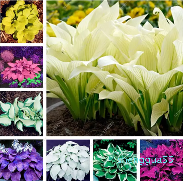 

Garden Decorations Mixed Hosta Bonsai Jardin Perennials Lily Flower Pot Bonsai White Lace Diy Home Garden Ground Cover Garden Plant