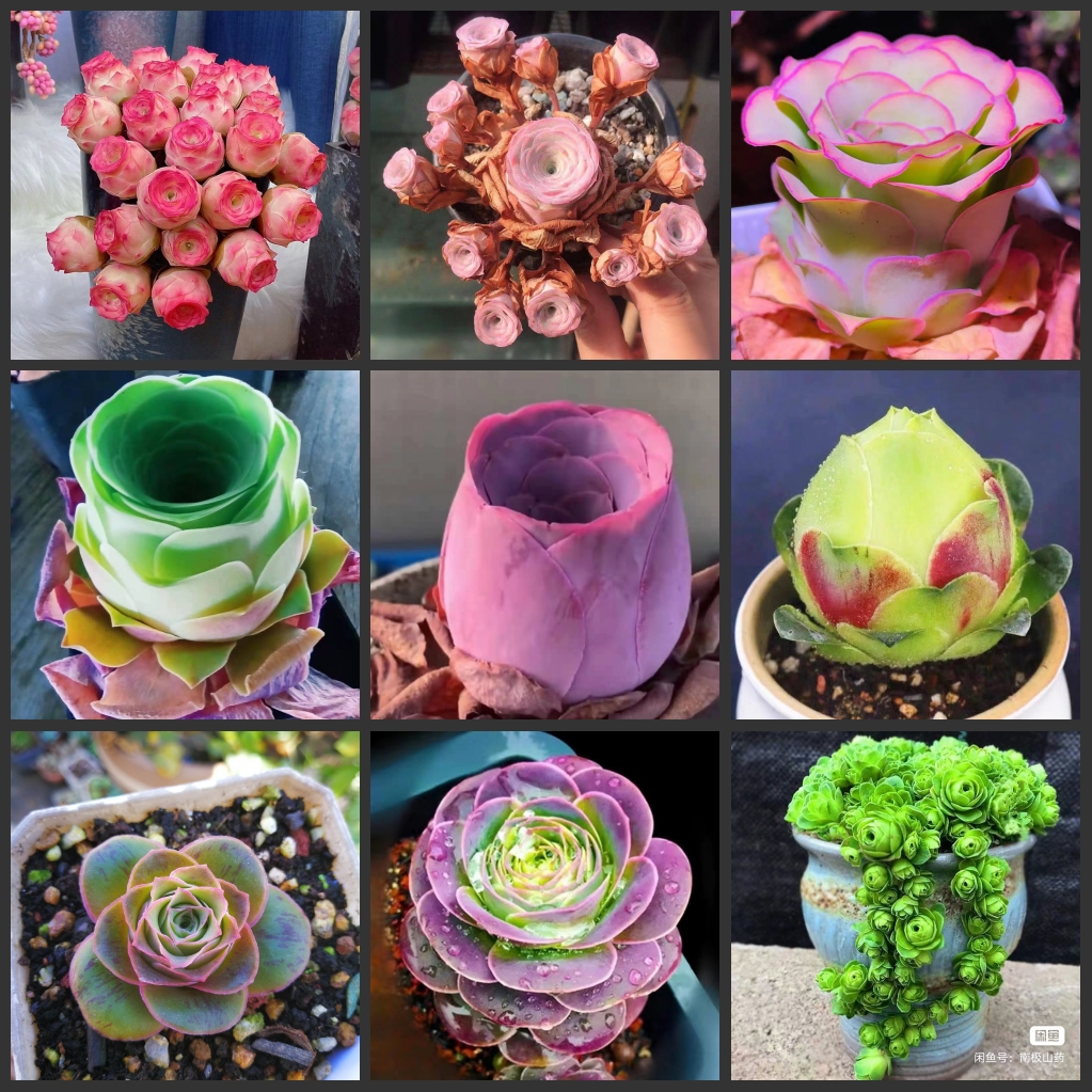 

50PCS Greenovia Succulent Rose flower seeds bonsai Plants Garden decoration Semillas Selected sementes - shandimeigui G01