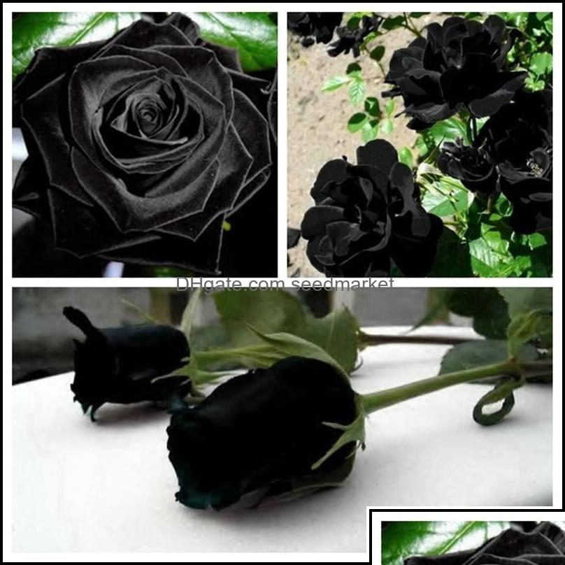 

Other Garden Supplies Patio Lawn Home New Arrival 100Pcs China Rare Black Rose Flower Seed Beautif Potted Ot78Y