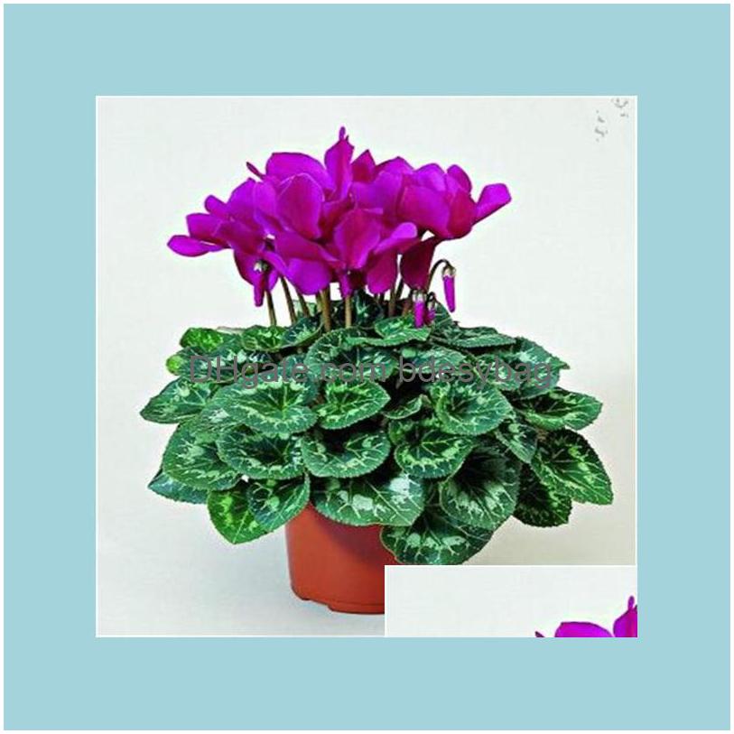 

Other Garden Supplies 200Pcs Cyclamen Flower Fresh Seeds For Patio Lawn Garden Decorative Landsca Supplies Bonsai Plants Purify The Dhgsa