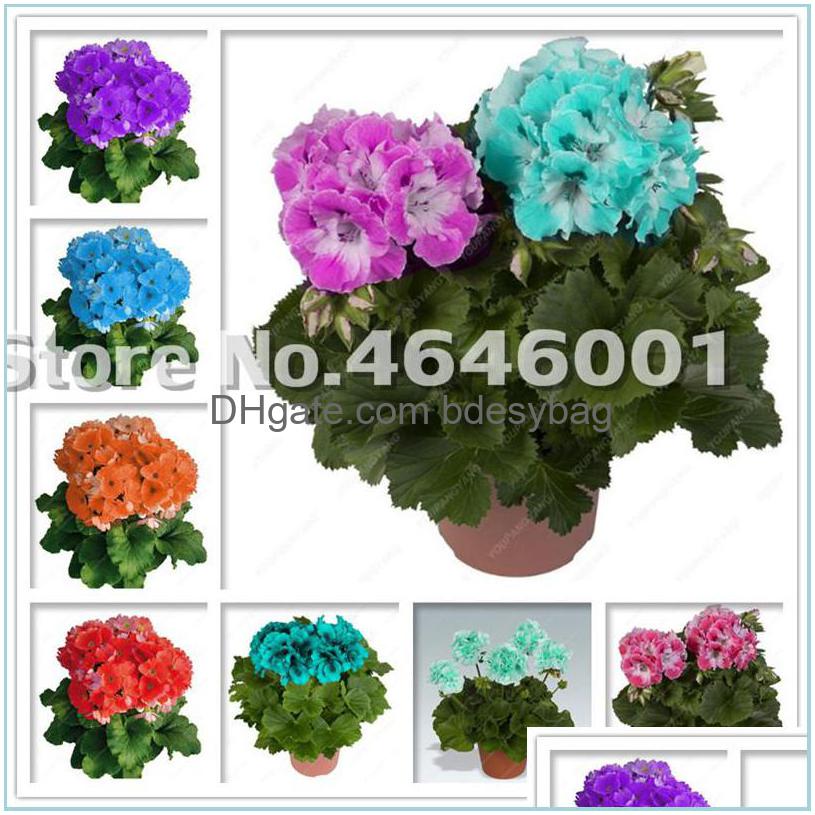 

Other Garden Supplies 200 Pcs/Bag Seeds Bonsai Geranium Potted Flower Perennial Plants Pelargonium Peltatum Indoor Rooms Plant Pot D Dhtuv