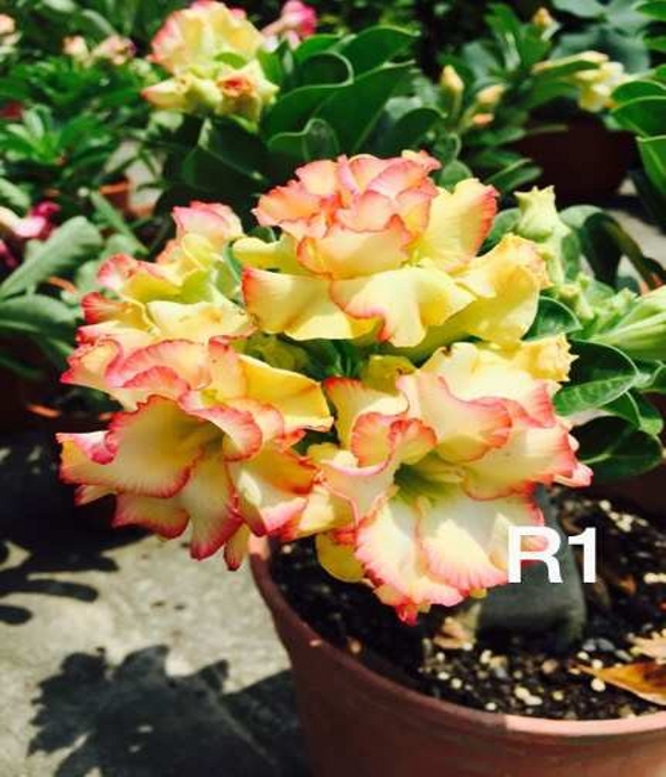 

" Desert Rose - Adenium obesum " flower seeds Garden decoration Semillas Selected sementes AO0144