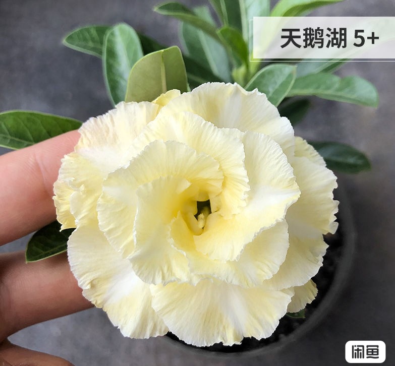 

" Desert Rose - Adenium obesum " flower seeds Garden decoration Semillas Selected sementes AO0183