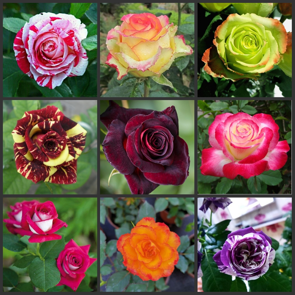 

50PCS " Colorful Rose " flower seeds bonsai Plants Garden decoration Semillas Selected sementes