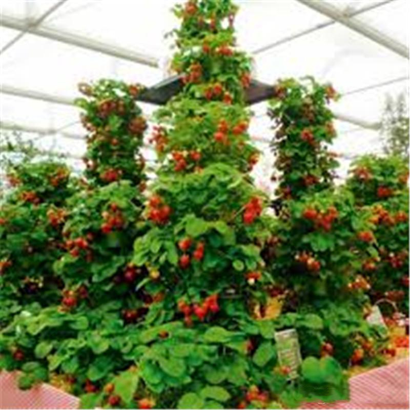 

100Pcs Red Climbing Strawberry Seeds Exotic MultiColor Sweet Fruits Seed Seed for Garden Bonsai Farmer Indoor Plants