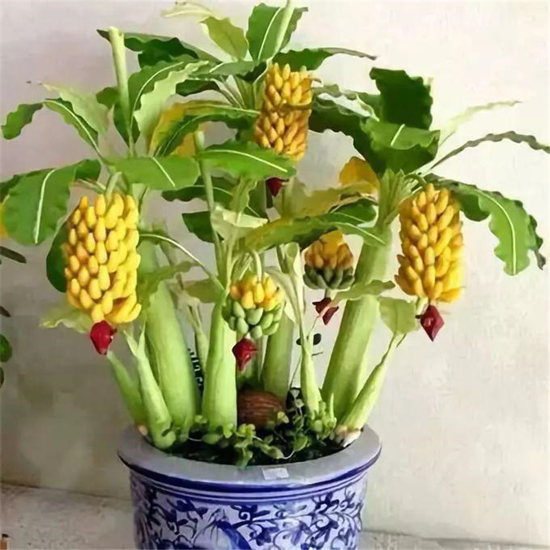 

50Pcs Sweet Banana Seeds Bonsai Tree Outdoor Perennial Interesting Plants Milk Taste Organic Fruit Seeds for Home & Garden