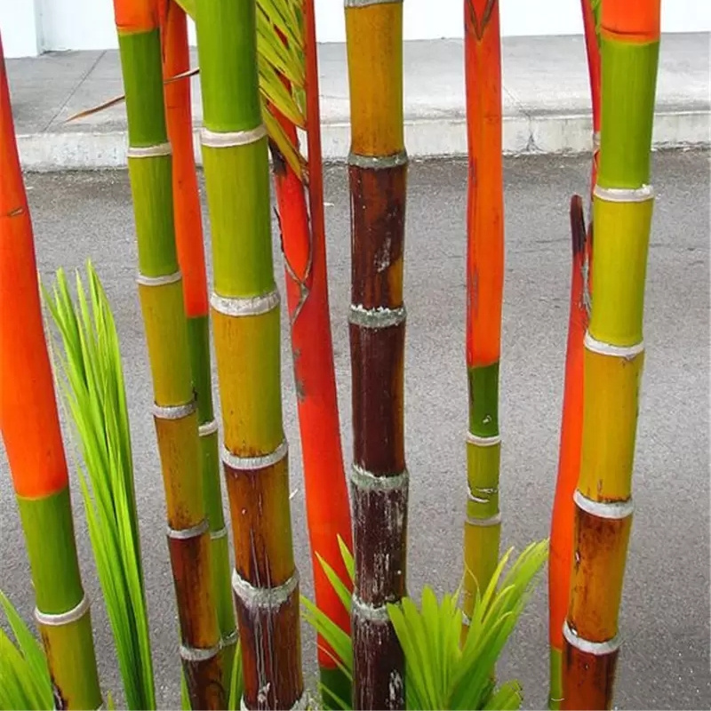 

Hot selling 30 Pcs Bamboo Seed High germination rate Rare Giant Moso Bamboo Bambu Bambusa Lako Tree Seeds for Home Garden DIY Potted Plant