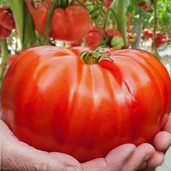 

100PCS " Giant Tomato " Fruit Vegetable Seeds Rare flower Plant Semillas Selected sementes for Garden decoration