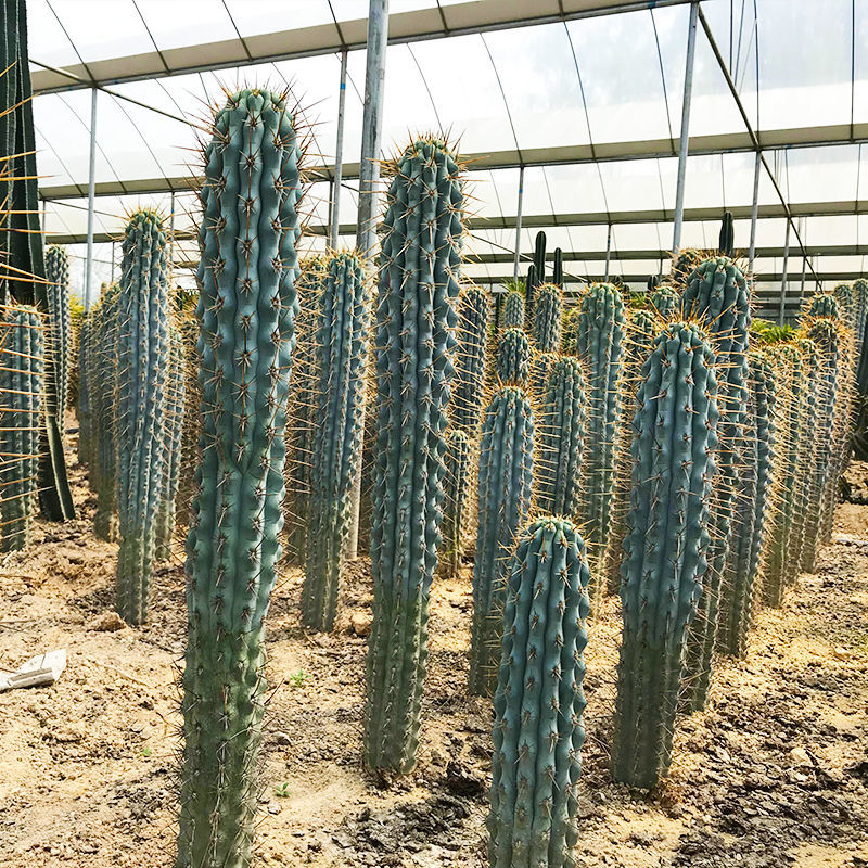 

50PCS " Futazhu" Cactus Succulent Plants flower seeds Garden decoration Semillas Selected sementes - Guijialong