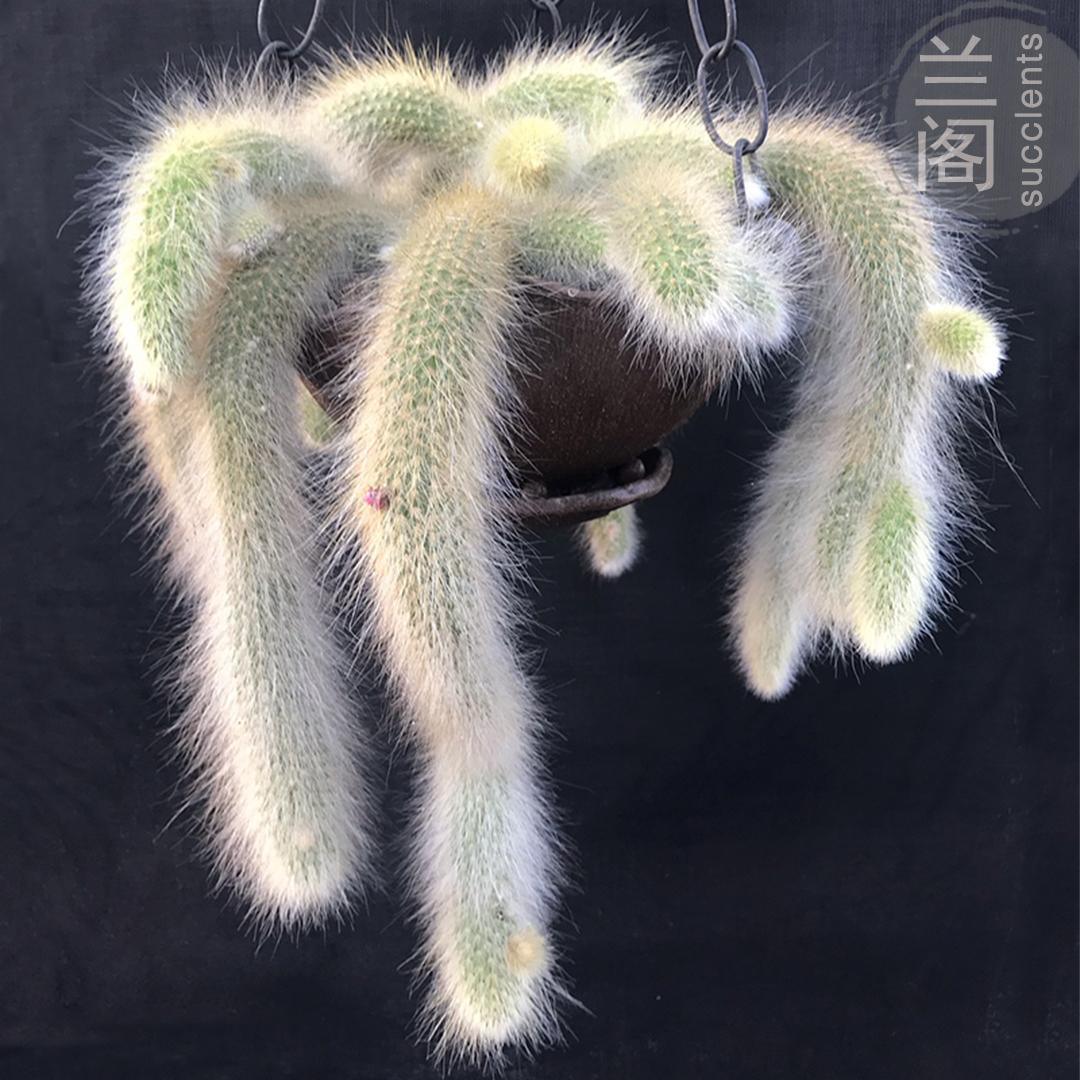 

50PCS " Monkeytail " Cactus Succulent Plant flower seeds bonsai Plants Semillas Selected sementes for Garden decoration