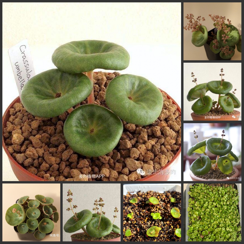 

50PCS " Crassula Umbella " Cactus Succulent Plants flower seeds Garden decoration Semillas Selected sementes - Guijialong
