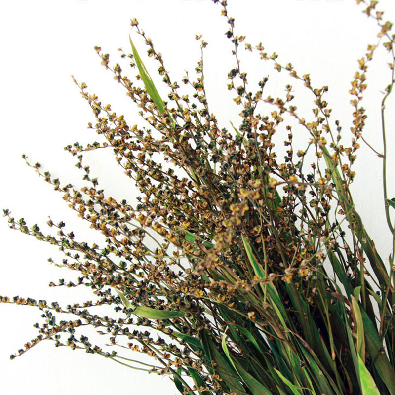 10 Stems Dried Flame Orchid Fruit Dried Flower Bouquets for Table Modern Home Party Decoration Rustic Real Plant for Vase Filler Farmhouse Floral-image-1089867233
