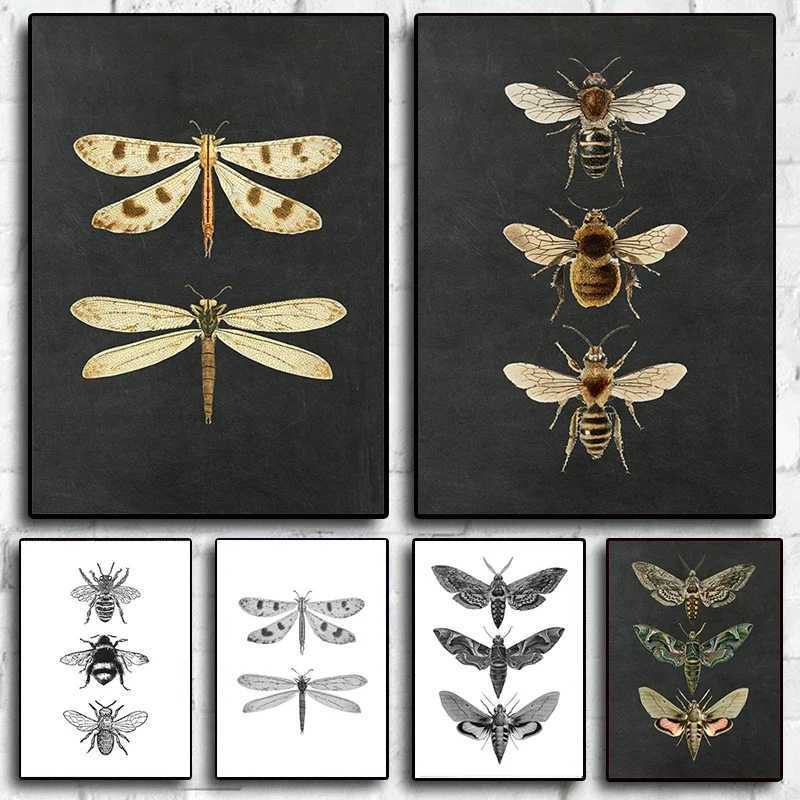 Retro moth natural insect poster printing canvas painting educational picture wall art ro children ro decoration Y250122-image-1042826103