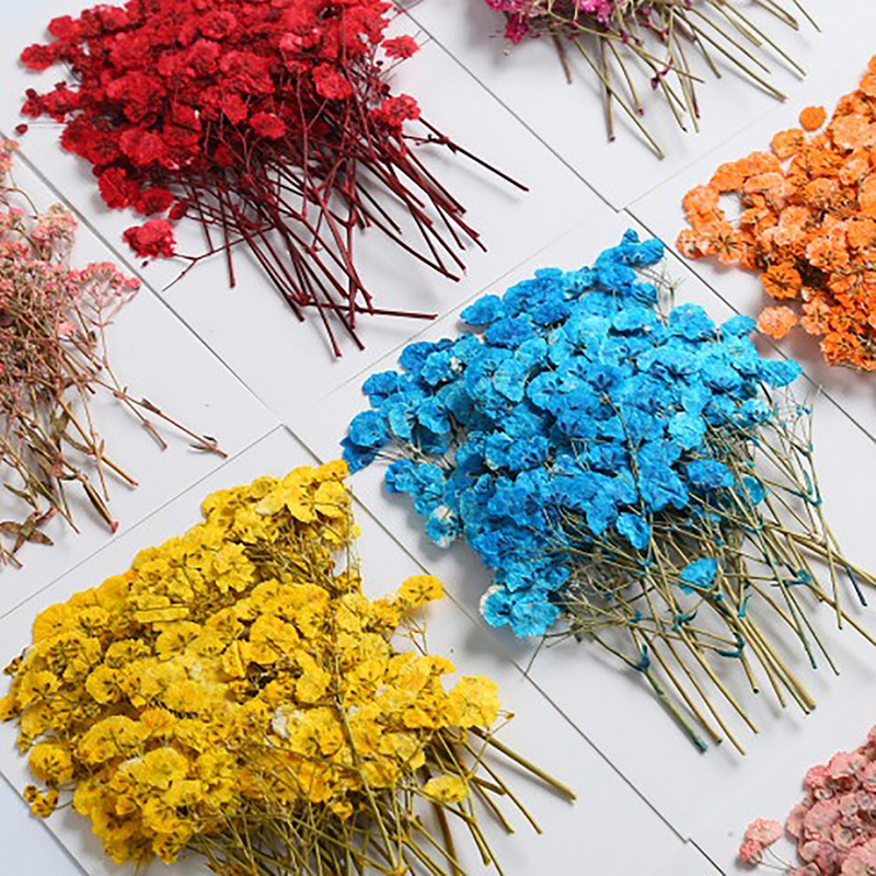 84 tiges de souffle de bébé naturel pressé pour l'artisanat en résine, la fabrication de cartes de mariage, kit d'herbes naturelles en vrac pour