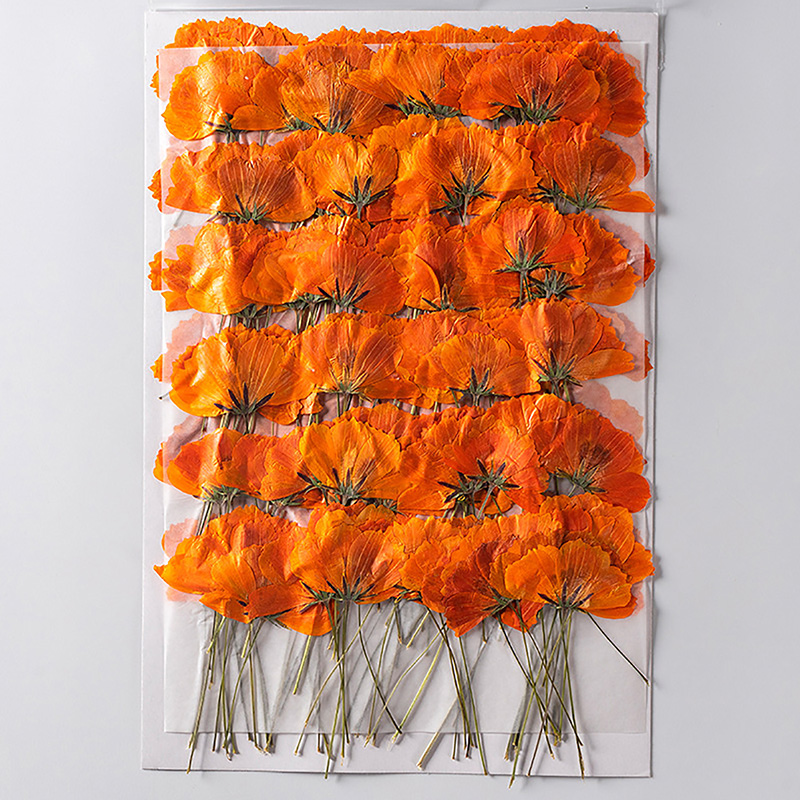 72 Stems Pressed Cosmos sulphureus with Stem Herbarium for Real Natural Dry Flowers for Resin Molds Phone Cases DIY Art Crafts Jewelry Making DIY-image-1090074014