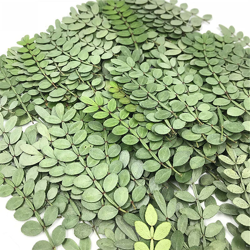 84 PCS 5-9cm Pressed Zanthoxylum Piperitum Plant Herbarium Real Flower for DIY Making Wedding Card Resin Dried Flowers for Crafts Epoxy Jewelry H-image-1095172573
