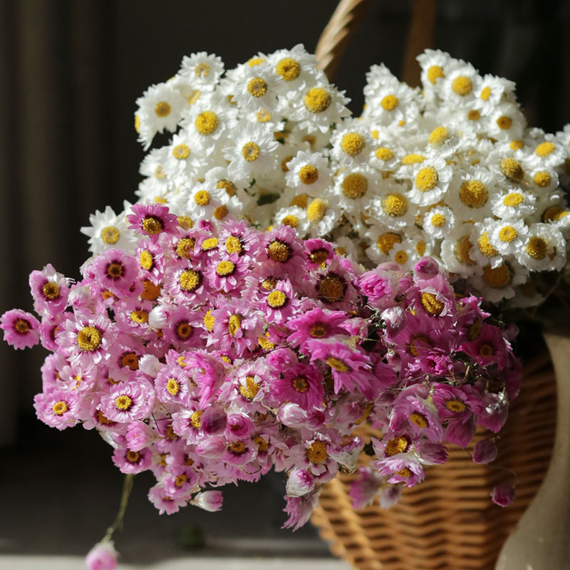 About 60-100 Flower Heads Dried Rodins Flower Bouquets Real Natural Floral Materials Handmade DIY Materials Home Wedding Office Party Decors Tabl-image-1089458018